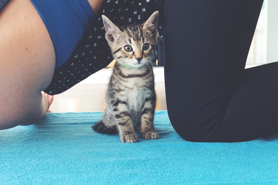 Cat Yoga funds ‘second chance’ kitty for shelter animals